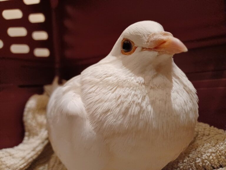crumpet the white homing pigeon