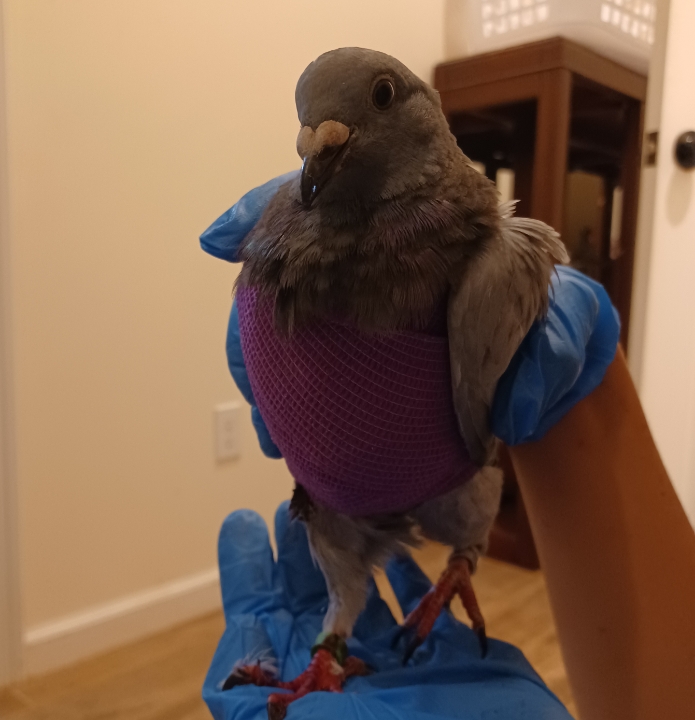 racing pigeon rescue Eri with her bandages after her wing amputation