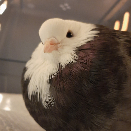 Buddy the birmingham roller is a rescued racing pigeon