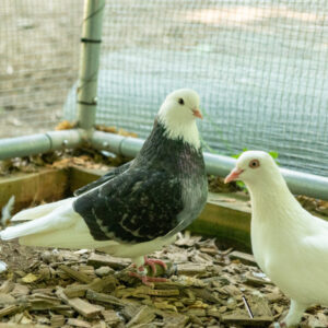 Buddy the birmingham roller is a rescued racing pigeon now loving life with her new friends and family