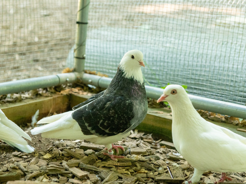 Buddy the birmingham roller is a rescued racing pigeon now loving life with her new friends and family