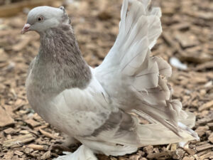 Monet the grey indian fantail pigeon posing for a picture