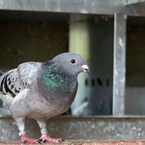 Eri the stunning blue check ex-racing homer is chilling on a low perch