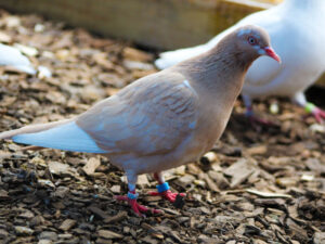 Chive looking cute - She is a orange flying flight pigeon.