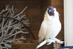 Belle Du Jour striking a pose. He is a Jacobin pigeon with a white body and brown head.