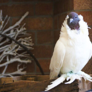 Belle Du Jour striking a pose. He is a Jacobin pigeon with a white body and brown head.