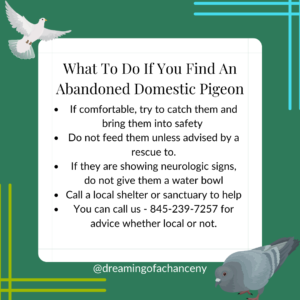 Image reads, "What To Do If You Find An Abandoned Domestic Pigeon If comfortable, try to catch them and bring them into safety Do not feed them unless advised by a rescue to. If they are showing neurologic signs, do not give them a water bowl Call a local shelter or sanctuary to help You can call us - 845-239-7257 for advice whether local or not. @dreamingofachanceny The infographic has a dark green background with a white square in the middle that holds the black text. There is a white pigeon graphic flying in the top left corner and a blue bar pigeon graphic pecking seed in the lower right corner. Lime green and bright turquoise blue line graphics are placed in the two other corners.