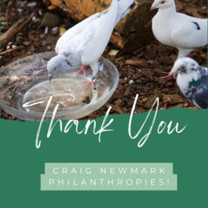 Text says " Thank you Craig Newmark Philanthropies" with a photo up top of Dennis a Galician Highflier pigeon stepping into his pool with two pigeons watching in the background