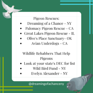 The image reads: Pigeon Rescues: Dreaming of a Chance - NY Palomacy Pigeon Rescue - CA Great Lakes Pigeon Rescue - IL Olive's Place Sanctuary- OK Avian Underdogs - CA Wildlife Rehabbers That Help Pigeons Look at your state's DEC for list Wild Bird Fund - NY Evelyn Alexander - NY @dreamingofachanceny The infographic has a dark green background with a white square in the middle that holds the black text. There is a white pigeon graphic flying in the top left corner and a blue bar pigeon graphic pecking seed in the lower right corner. Lime green and bright turquoise blue line graphics are placed in the two other corners.