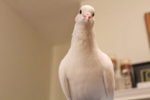 Bubbles acting cutesy. He is a white king pigeon and very chaotic.