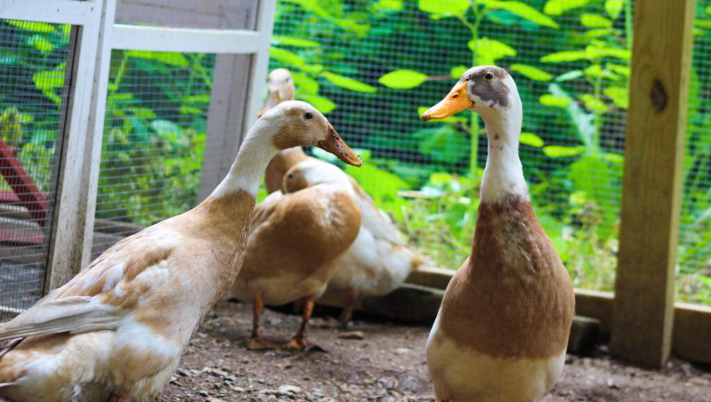 A group of cute tan and white runner ducks are posing for the camera
