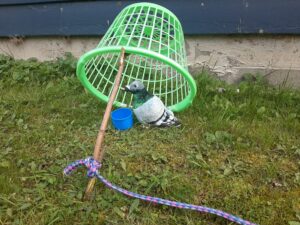 The photo shows a green large basket propped up at an angle with a stick and a long rope tied to the end of the stick that allows for you to pull the stick out from afar. Under the propped up basket is a seed cup directly in the center and a plush pigeon. A laundry basket often works best for this