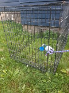 The dog cage is now closed using the rope. The important thing is that pressure is retained on the rope as you walk closer to the cage so it does not bounce open. 