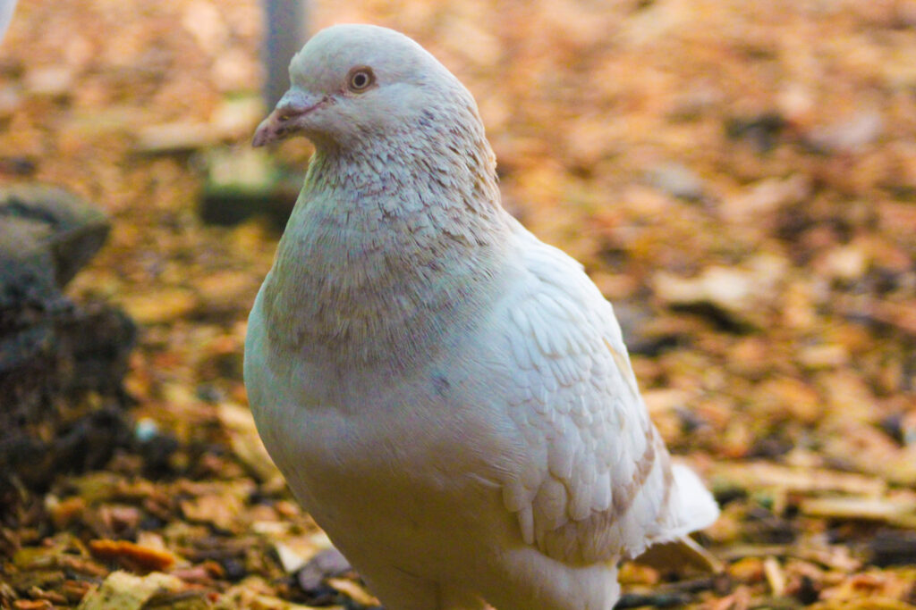 A beautiful tan King pigeon named Abomasnow is pictured.