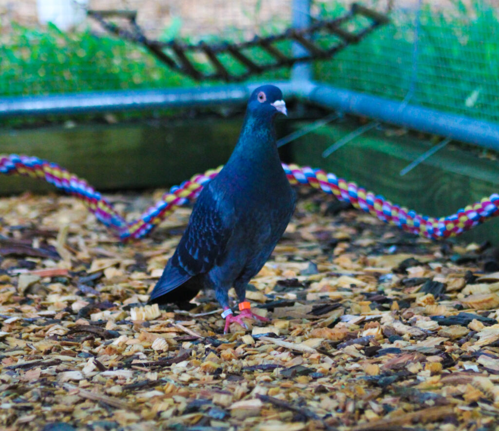 Bean the pigeon stands in front of a low rope perch smiling at the camera.