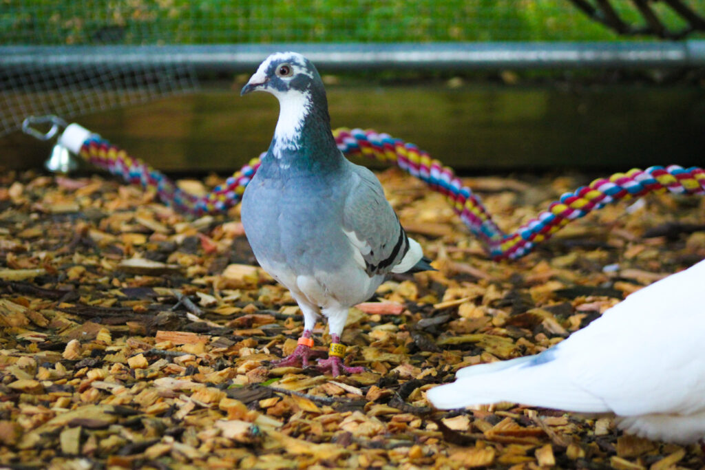 An adorable gold rush homer named Skipper proudly stands tall in his aviary