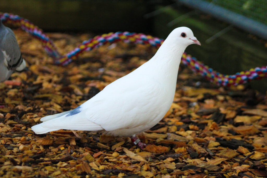 Beauty a white homing pigeon is pictured with a colorful rope perch behind him.