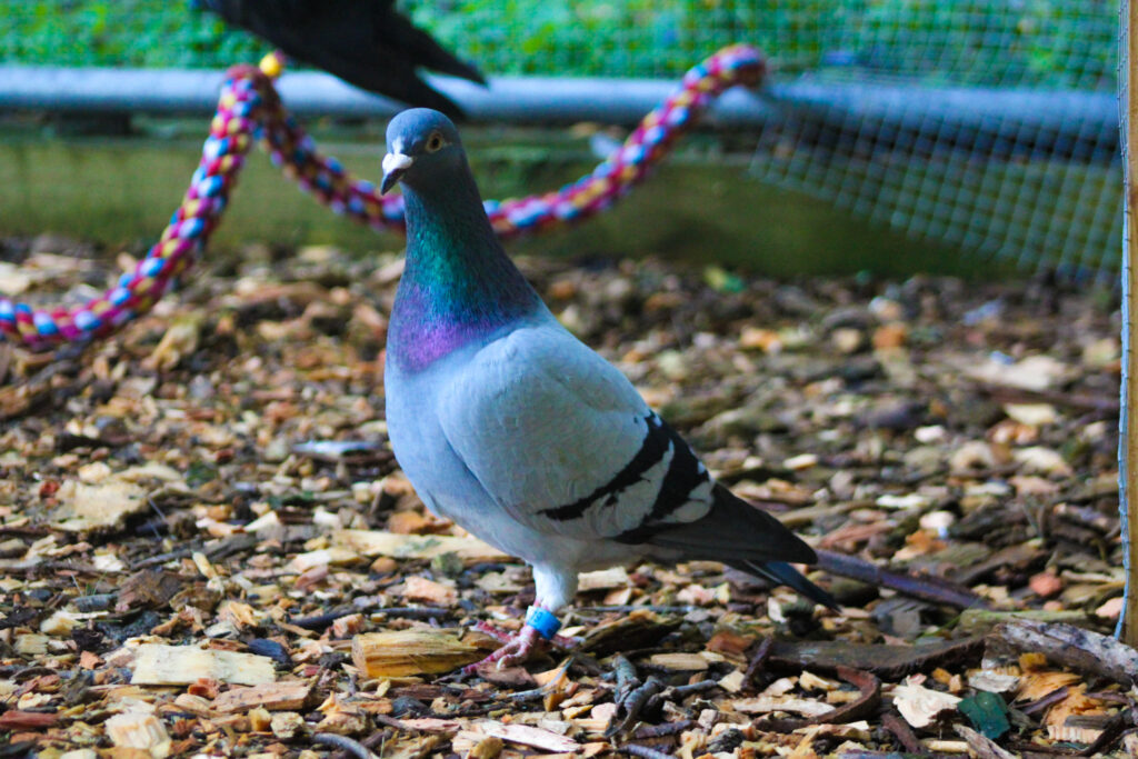 Mushu, a blue bar homer stands in his aviary in front of a colorful rope perch