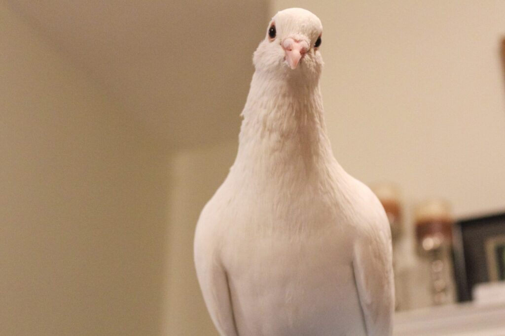 Bubbles, a white king pigeon, is posing curiously for the camera.