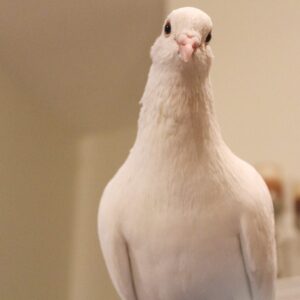 Bubbles, a white king pigeon, is posing curiously for the camera.