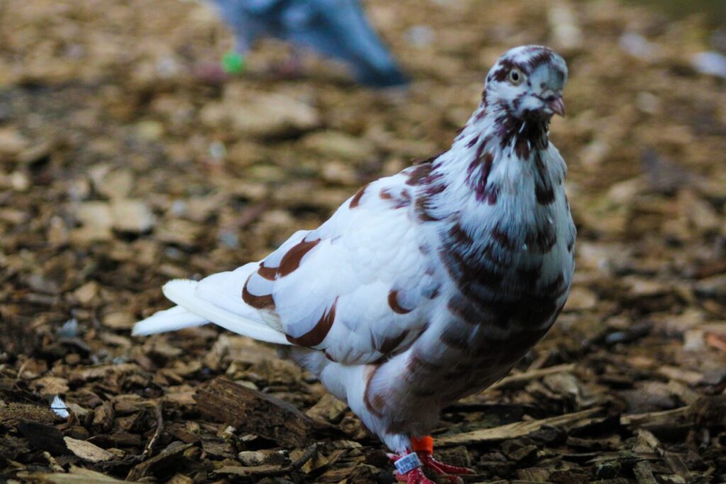 Speckles is a white and brown spottted pigeon with a petite beak and adorable smile. The photo is of her standing on wood chips in her aviary.