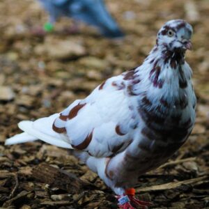Speckles is a white and brown spottted pigeon with a petite beak and adorable smile. The photo is of her standing on wood chips in her aviary.